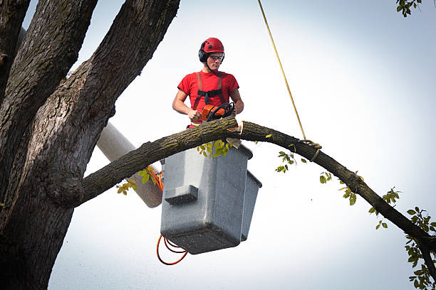 Reliable Lennox, SD Tree Services Solutions